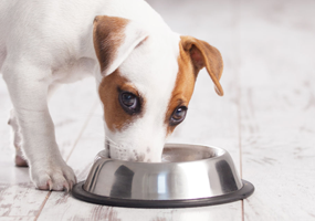 Bladder infection in dogs.