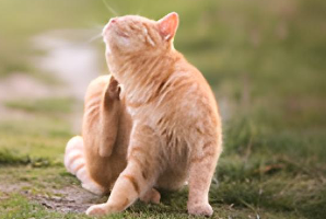 Help! I have a flea infestation